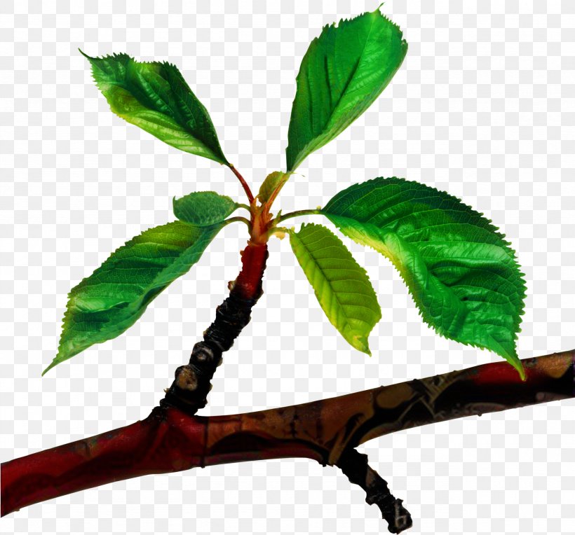 Branch Tree Clip Art Leaf, PNG, 2561x2388px, Branch, Autumn Leaf Color, Birch, Flower, Flowering Plant Download Free
