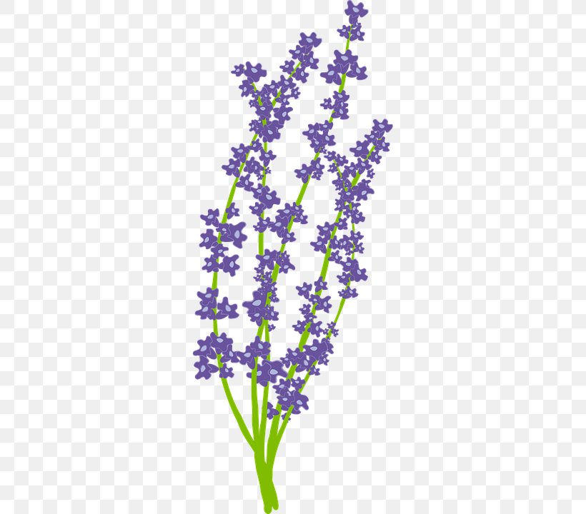 Clip Art Lavender Image Vector Graphics, PNG, 360x720px, Lavender, Aromatherapy, English Lavender, Essential Oil, Flower Download Free