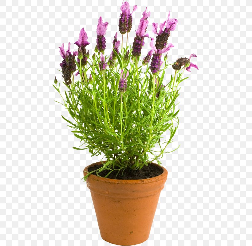 English Lavender Flowerpot Houseplant, PNG, 477x800px, English Lavender, Container, Container Garden, Flower, Flowering Plant Download Free