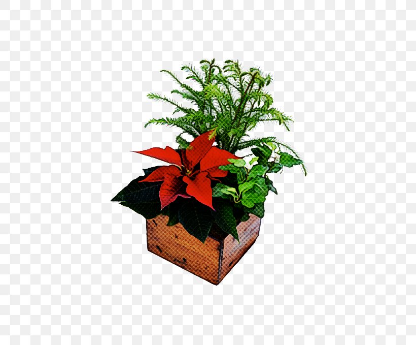 Flower Plant Flowerpot Hawaiian Hibiscus Houseplant, PNG, 560x679px, Flower, Anthurium, Cut Flowers, Flowerpot, Hawaiian Hibiscus Download Free