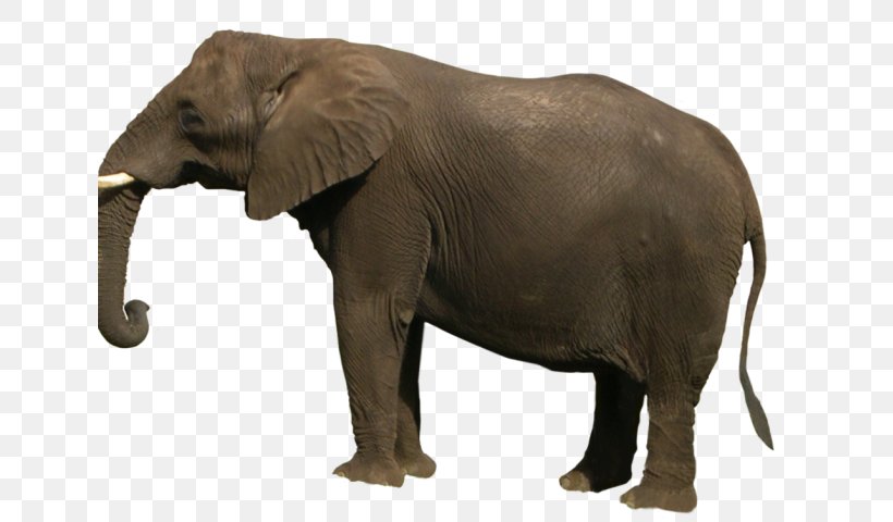 African Bush Elephant Clip Art Image, PNG, 640x480px, African Bush Elephant, African Elephant, Animal Figure, Asian Elephant, Drawing Download Free