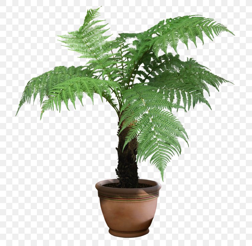 Cyathea Cooperi Fern Tree Arecaceae, PNG, 760x800px, Cyathea Cooperi, Arecaceae, Arecales, Blechnum, Cyathea Download Free