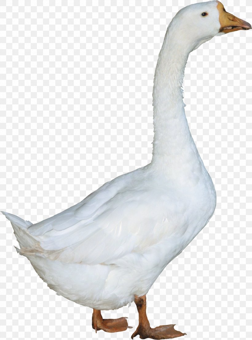 Duck American Pekin Goose, PNG, 2594x3505px, American Pekin, Anatidae, Animal, Beak, Bird Download Free