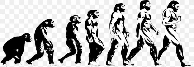 Homo Sapiens Human Evolution Great Apes Primate, PNG, 1000x348px, Homo Sapiens, Adhesive, Ape, Art, Black And White Download Free