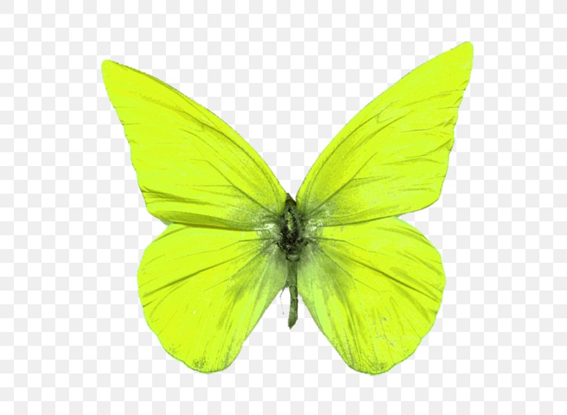 Pieridae Butterfly Brush-footed Butterflies Moth, PNG, 600x600px, Pieridae, Animal, Arthropod, Brush Footed Butterfly, Brushfooted Butterflies Download Free