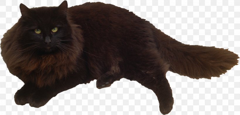 Black Cat Felidae Kitten Whiskers, PNG, 2962x1422px, Cat, Animal, Black, Black Cat, Carnivora Download Free