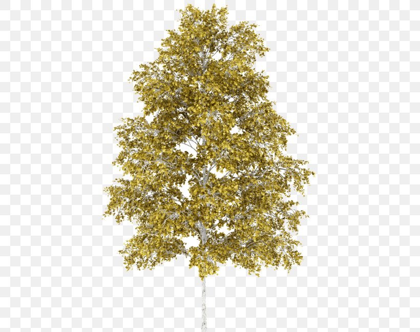 Silver Birch Birch Sap Swamp Birch Tree Paper, PNG, 578x648px, Silver Birch, Ash, Askur, Birch, Birch Sap Download Free