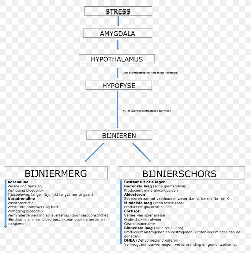 Stress Hypothalamus Cortisol Adrenaline Hormone, PNG, 806x826px, Stress, Adrenal Gland, Adrenaline, Adrenocorticotropic Hormone, Amygdala Download Free