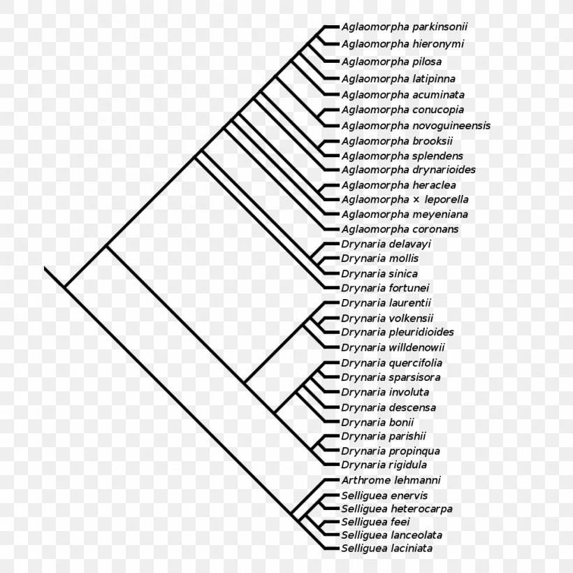 Triangle Area Point, PNG, 1002x1002px, Triangle, Area, Black And White, Diagram, Paper Download Free