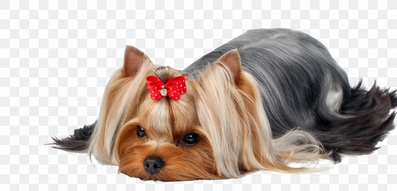 Yorkshire Terrier Australian Silky Terrier Puppy Dog Breed, PNG, 5472x2642px, Yorkshire Terrier, Australian Silky Terrier, Biewer Terrier, Breed, Canidae Download Free