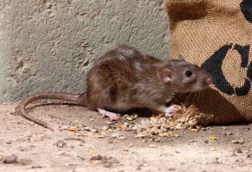 Brown Rat Rodent Mouse Black Rat Squirrel, PNG, 1166x800px, Brown Rat, Black Rat, Degu, Dormouse, Fauna Download Free