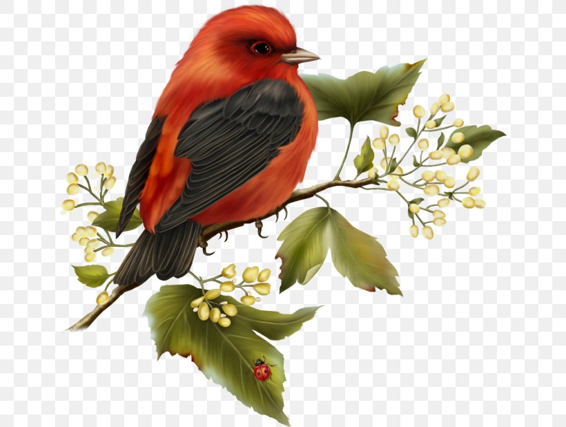 Bird Parrot Clip Art, PNG, 650x618px, Bird, Beak, Bird Flight, Blog, Branch Download Free