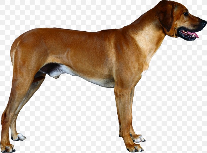 Rhodesian Ridgeback Redbone Coonhound Broholmer Tosa English Foxhound, PNG, 1000x741px, Rhodesian Ridgeback, Animalassisted Therapy, Black Mouth Cur, Broholmer, Carnivoran Download Free