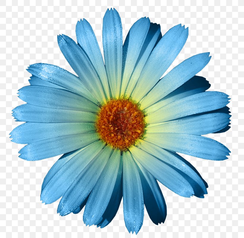 Flower Blue Rose Clip Art, PNG, 794x800px, Flower, Annual Plant, Aster, Blue, Blue Rose Download Free