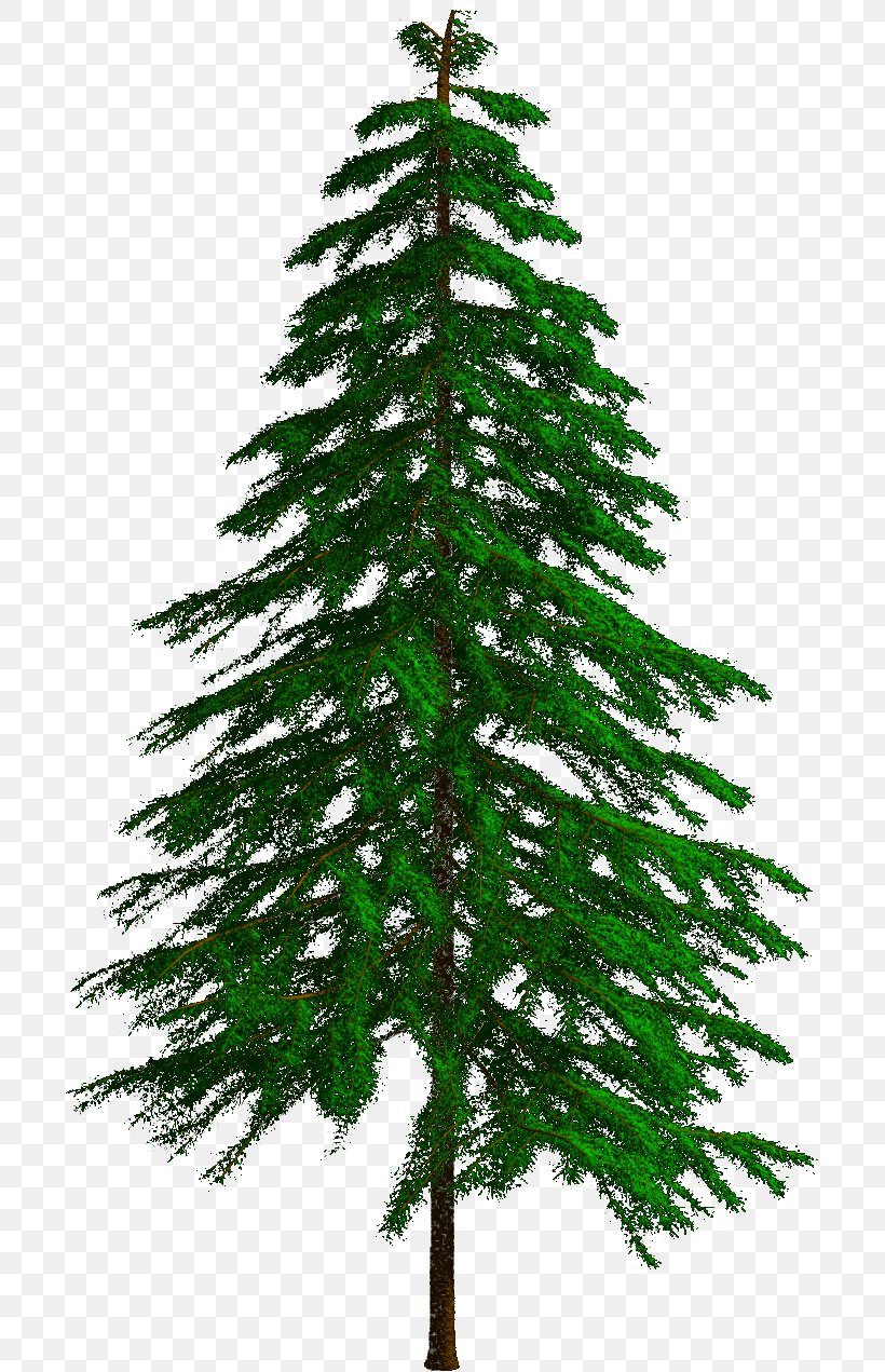 Spruce Fir Pine Larch Christmas Tree, PNG, 697x1271px, Spruce, Biome, Branch, Christmas, Christmas Decoration Download Free