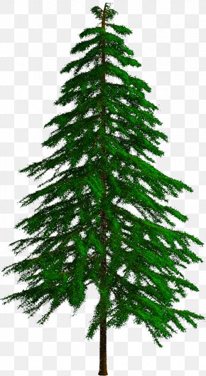 Mo Salah - Spruce Fir Pine Larch Christmas Tree PNG