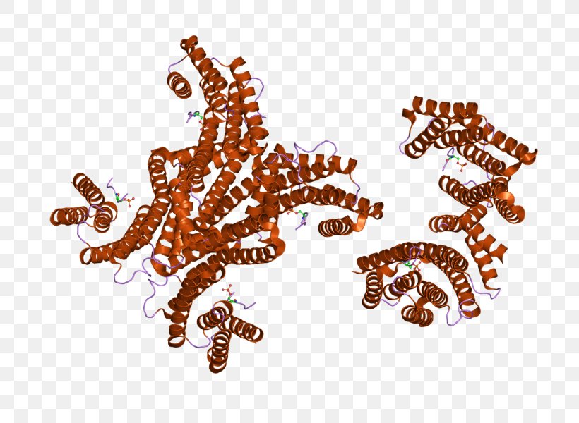 YWHAG 14-3-3 Protein Gene Invertebrate, PNG, 800x600px, Ywhag, Animal, Animal Figure, Crystal, Crystal Structure Download Free