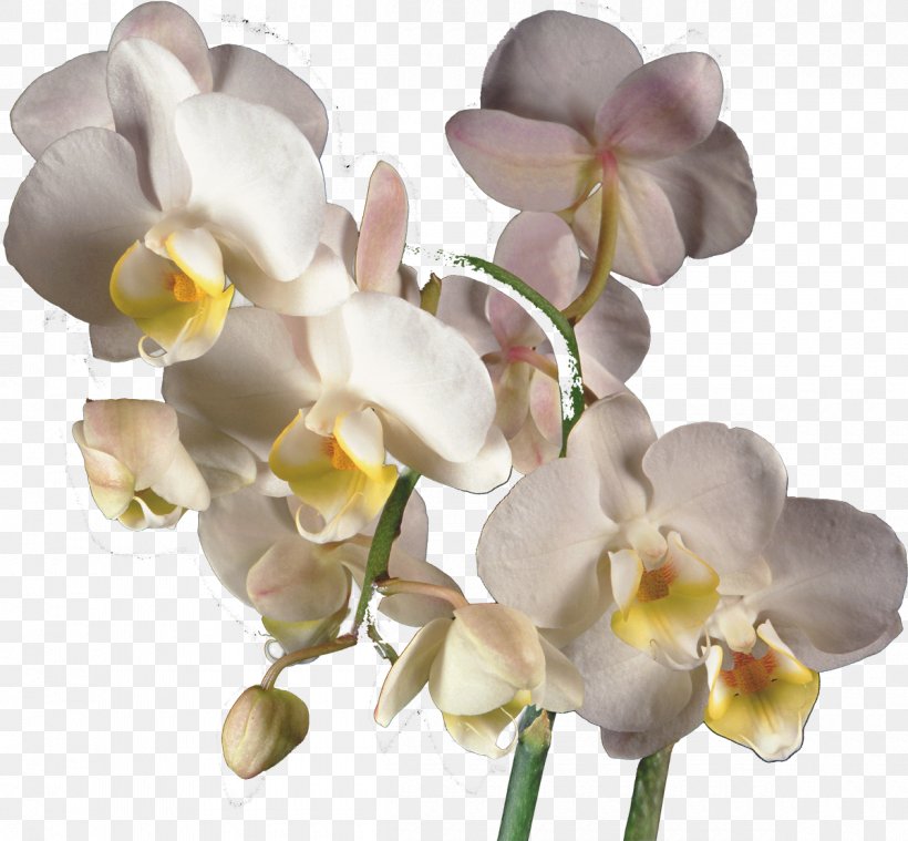 Moth Orchids Clip Art, PNG, 1200x1111px, Orchids, Computer Software, Cut Flowers, Flower, Flowering Plant Download Free