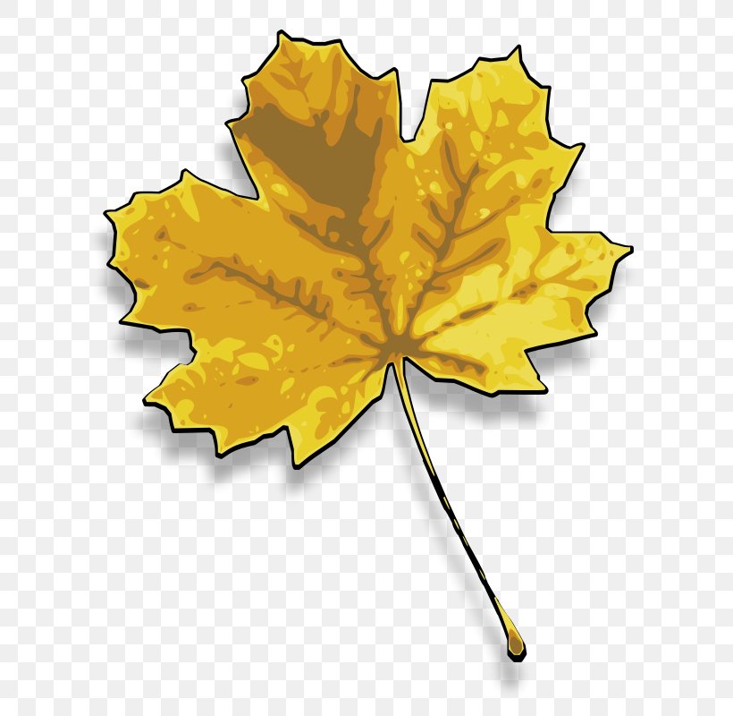 Sugar Maple Red Maple Maple Leaf Clip Art, PNG, 652x800px, Sugar Maple, Autumn, Autumn Leaf Color, Color, Flowering Plant Download Free