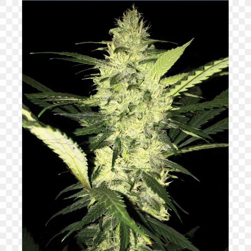 T.h. Seeds Medical Cannabis Kush, PNG, 1000x1000px, Th Seeds, Cannabis, Dr Chronic, Drug, Hemp Download Free