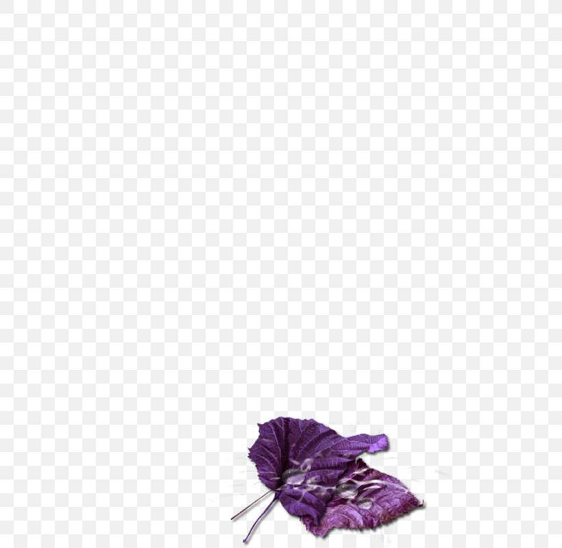 Petal Cut Flowers Violet, PNG, 800x800px, Petal, Cut Flowers, Family, Flower, Flowering Plant Download Free