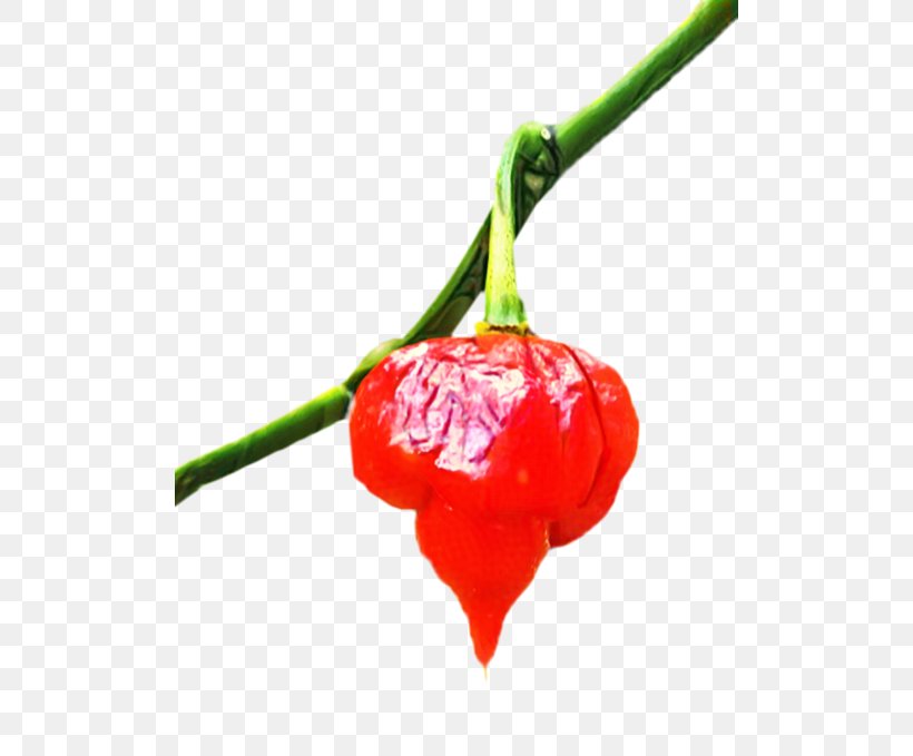 Red Flower, PNG, 506x679px, Habanero, Bell Pepper, Birds Eye Chili, Capsicum, Cayenne Pepper Download Free