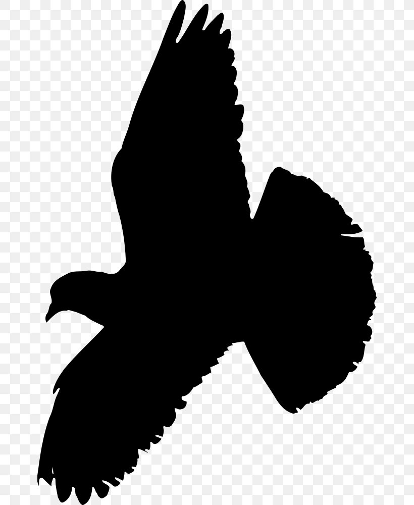 Columbidae Indian Fantail Fantail Pigeon Bird Squab, PNG, 672x1000px, Columbidae, Animal, Beak, Bird, Bird Flight Download Free