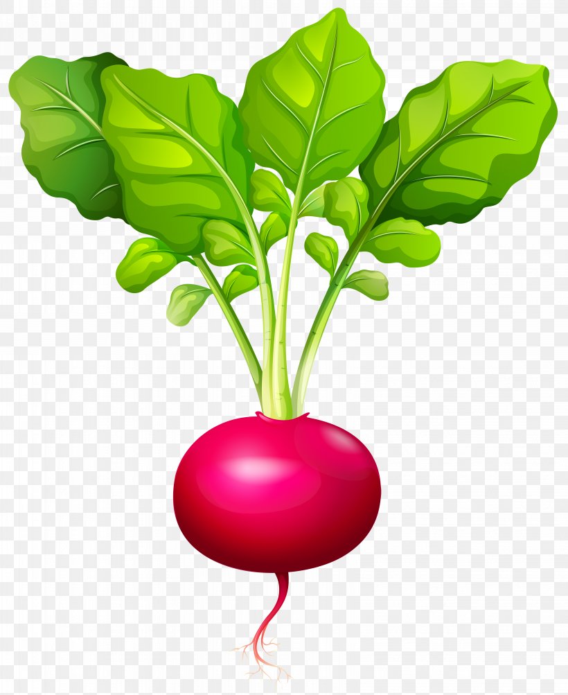 Daikon Root Vegetables, PNG, 6538x8000px, Daikon, Beet, Beetroot, Carrot, Food Download Free