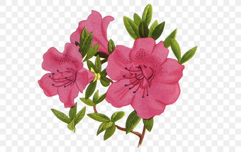 Flower Petal Photography, PNG, 588x520px, Flower, Azalea, Cut Flowers, Drawing, Floral Design Download Free