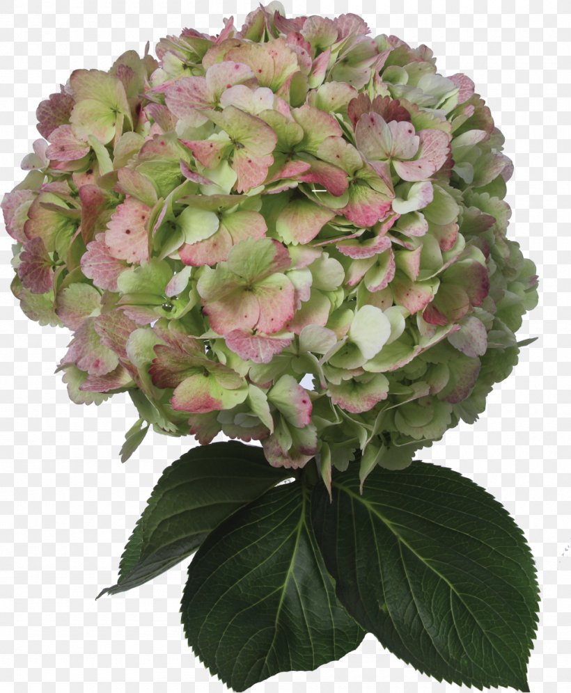 Hydrangea Cut Flowers Plant Color, PNG, 1000x1215px, Hydrangea, Annual Plant, Blue, Color, Cornales Download Free