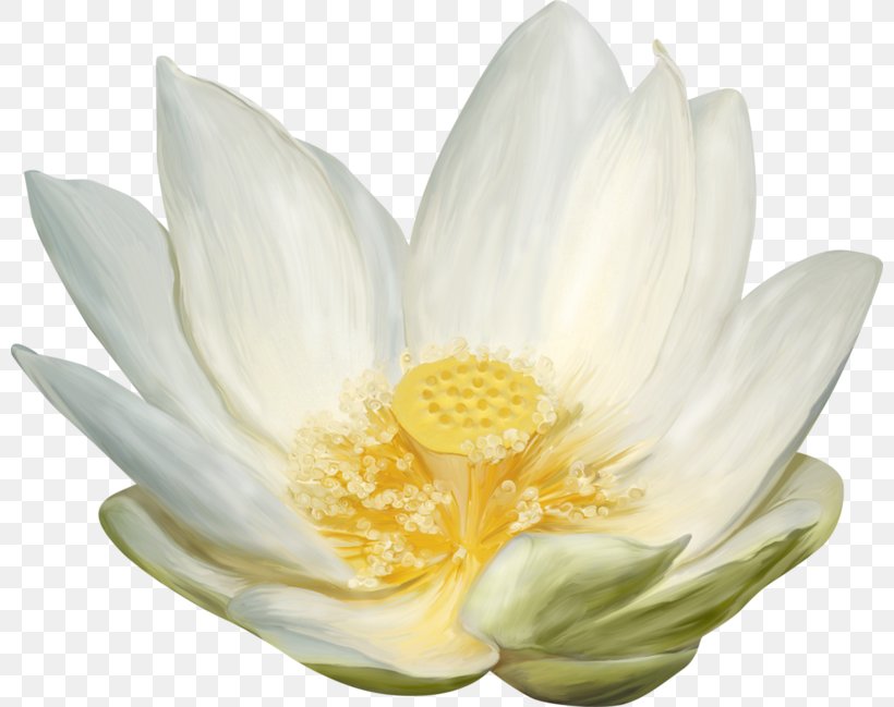 Nelumbo Nucifera White Download, PNG, 800x649px, Nelumbo Nucifera, Aquatic Plant, Flower, Flowering Plant, Lotus Download Free