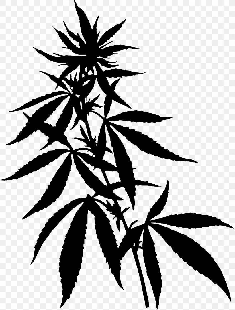 Cannabidiol Cannabis Cannabinoid Tetrahydrocannabinol Hemp, PNG, 1816x2400px, Cannabidiol, Antiinflammatory, Blackandwhite, Branch, Cannabinoid Download Free