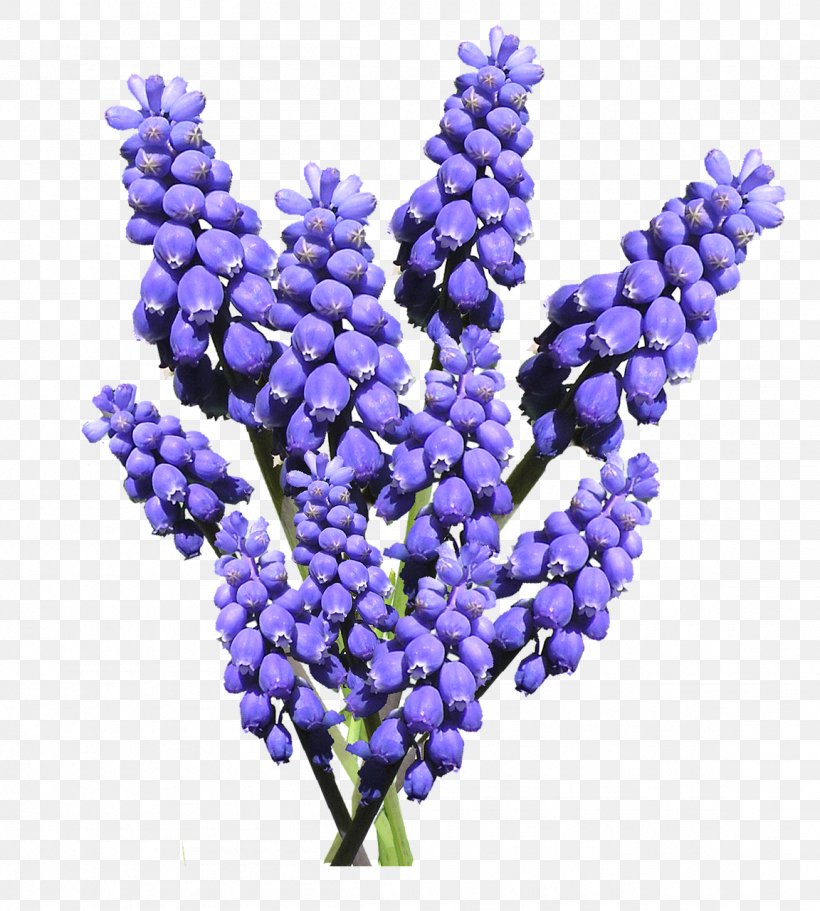 Grape Hyacinth Common Water Hyacinth Flower, PNG, 1152x1280px, Hyacinth, Blue, Bulb, Cobalt Blue, Common Water Hyacinth Download Free