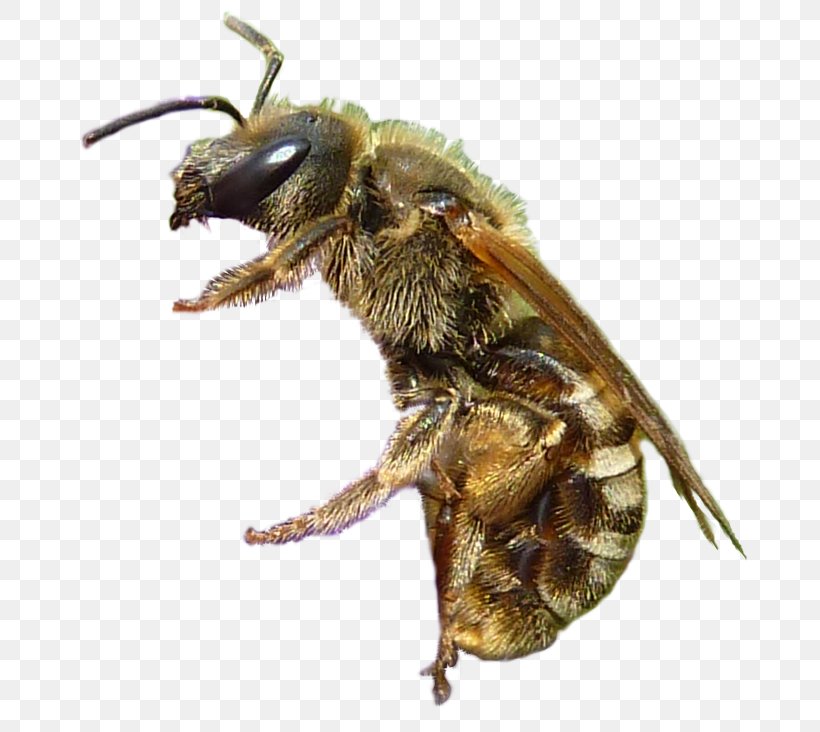 Honey Bee Clipping Path Photo Manipulation Free Software, PNG, 732x732px, Honey Bee, Arthropod, Bee, Clipping Path, Computer Software Download Free