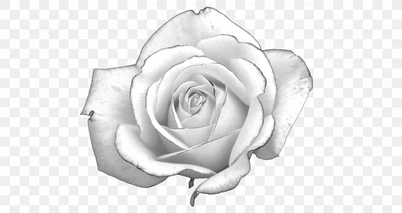 White Rose Light Presentation, PNG, 3008x1602px, White Rose, Artwork, Black And White, Body Jewelry, Chris Weitz Download Free