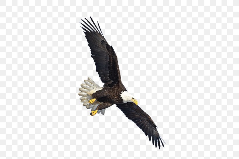 Bald Eagle Bird Clip Art, PNG, 589x547px, Bald Eagle, Accipitriformes, Beak, Bird, Bird Of Prey Download Free