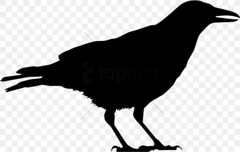 Bird American Crow Clip Art Common Raven, PNG, 850x538px, Bird, All About Birds, American Crow, Art, Beak Download Free