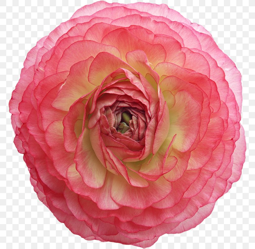 Garden Roses Flower Clip Art, PNG, 768x800px, Garden Roses, Adobe Premiere Pro, Camellia, Cut Flowers, Digital Image Download Free