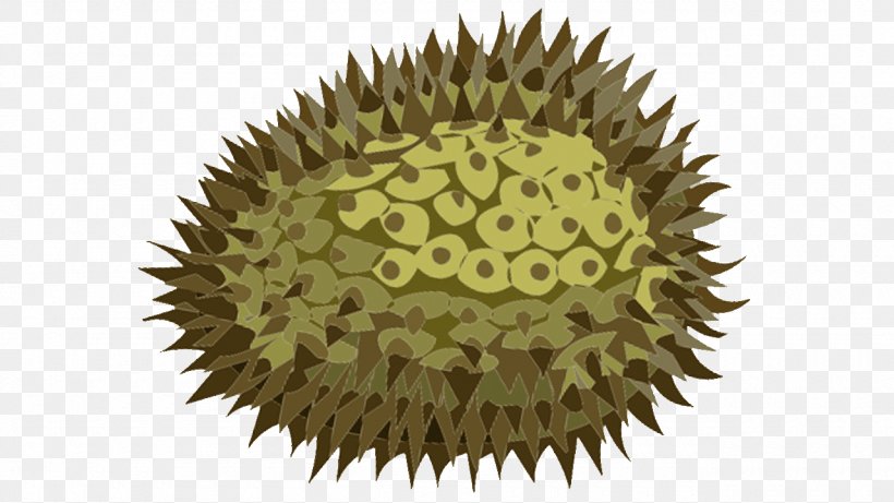 Durio Zibethinus Fruit Food Ingredient Clip Art, PNG, 1280x720px, Durio Zibethinus, Dooriyan, Durian, Food, Fruit Download Free