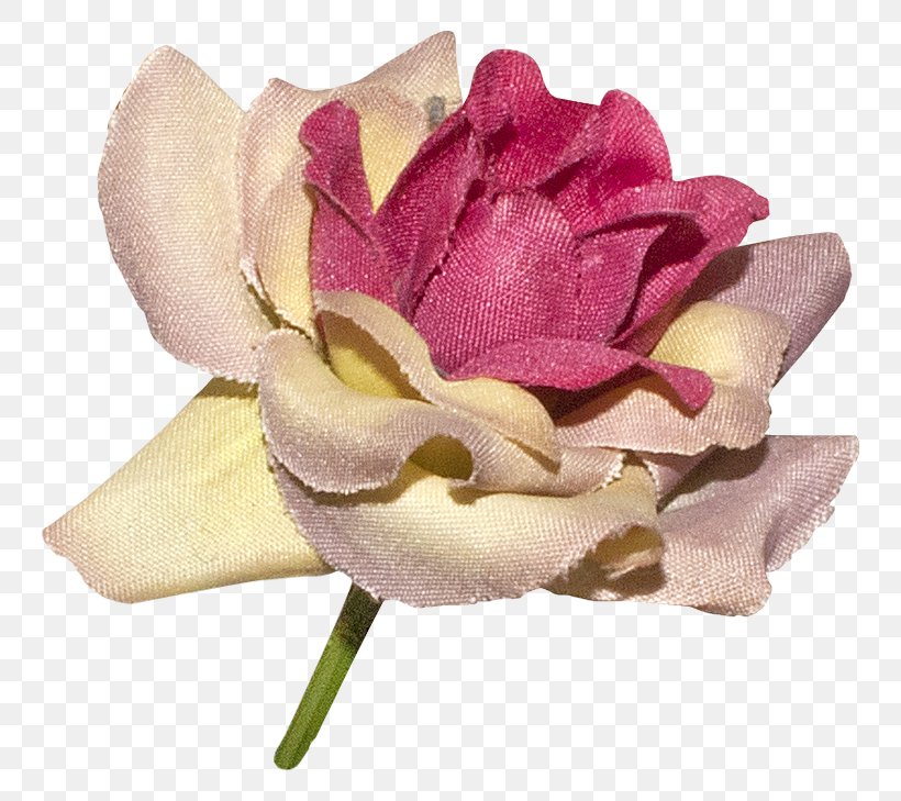 Garden Roses Centifolia Roses Cut Flowers Petal, PNG, 800x729px, Garden Roses, Centifolia Roses, Cut Flowers, Flower, Flowering Plant Download Free