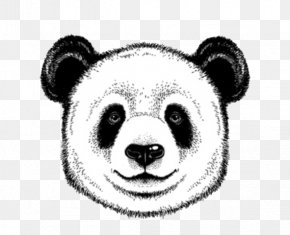 Giant Panda Vector Graphics Bear Clip Art, PNG, 499x640px, Giant Panda ...