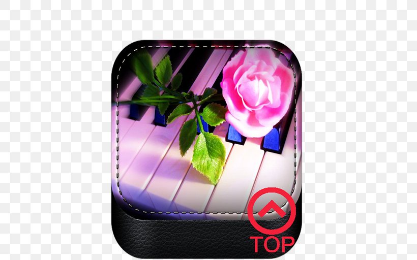 Pink M, PNG, 512x512px, Pink M, Flower, Flowering Plant, Magenta, Petal Download Free