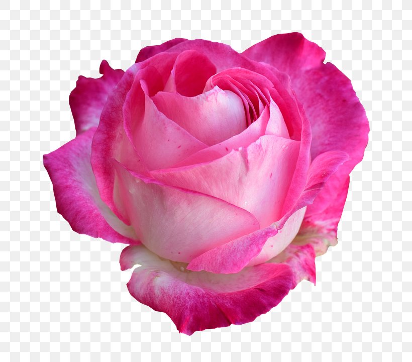 Rose Flower Light, PNG, 693x720px, Rose, China Rose, Close Up, Cut Flowers, Floribunda Download Free