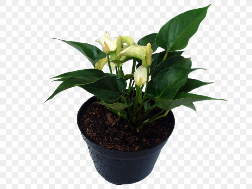 Succulent Plant Ornamental Plant Leaf Stevia, PNG, 3072x2304px, Plant, Art Silk, Candyleaf, Flower, Flowerpot Download Free