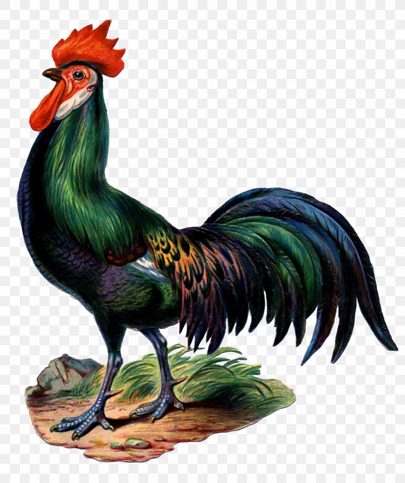 Chicken Rooster Clip Art, PNG, 1340x1600px, Chicken, Beak, Bird, Decal, Etsy Download Free