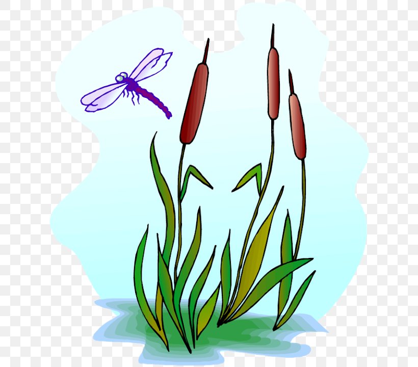 Dragonfly Scirpus Royalty-free Clip Art, PNG, 630x720px, Dragonfly, Artwork, Cattail, Drawing, Flora Download Free