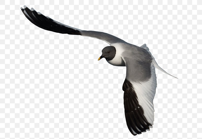 Gulls Bird Albatross Beak Neck, PNG, 707x565px, Gulls, Albatross, Beak, Bird, Bird Of Prey Download Free