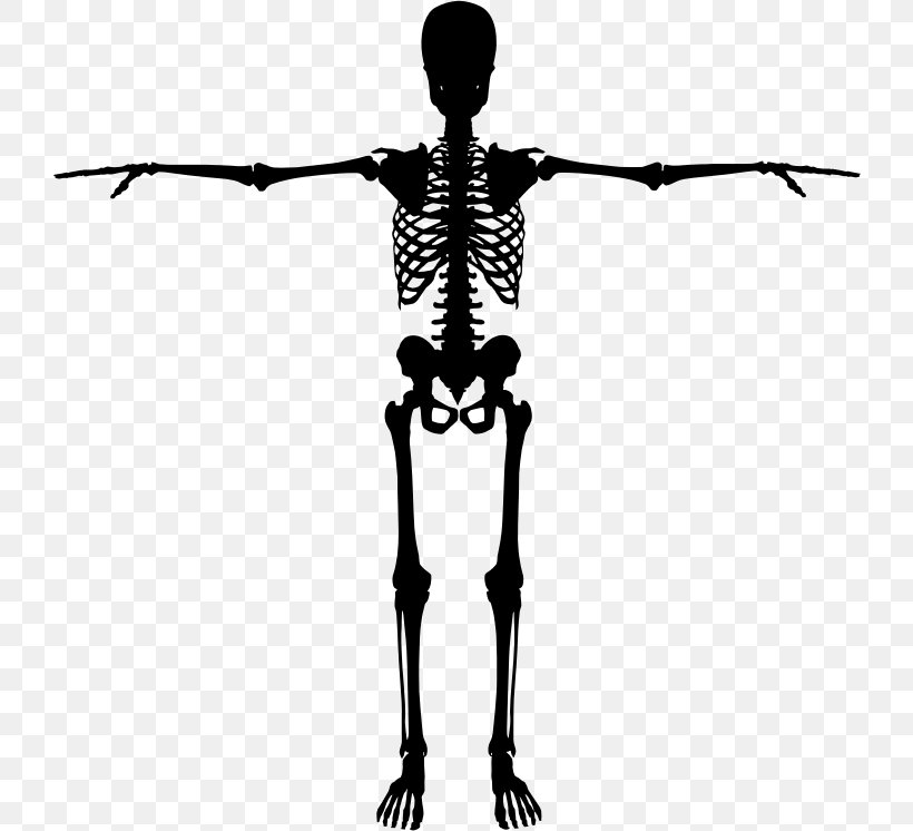 Human Skeleton Bone Silhouette, PNG, 726x746px, Human Skeleton, Anatomy, Arm, Black And White, Bone Download Free