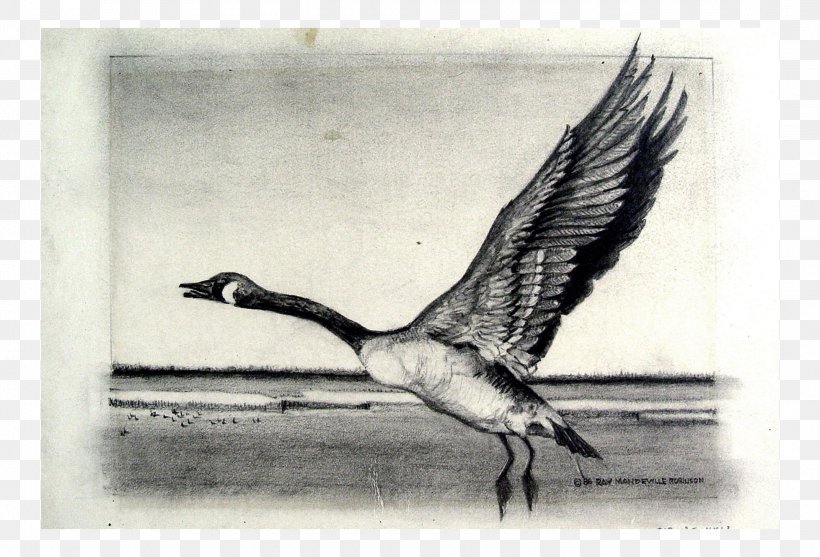 Bird Crane Goose Cygnini Duck, PNG, 2143x1458px, Bird, Anatidae, Artwork, Beak, Black And White Download Free