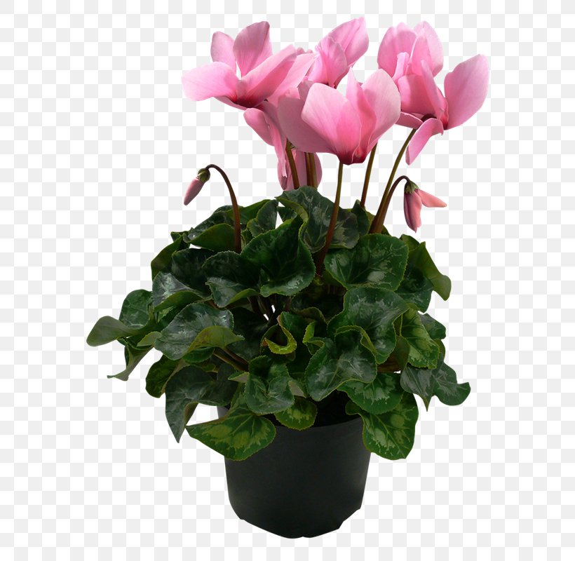 Cyclamen Houseplant Flowerpot, PNG, 800x800px, Cyclamen, Annual Plant, Areca Palm, Artificial Flower, Clivia Download Free
